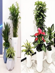 宁波慈溪花木租赁大放送，实惠绿植轻松拥有！